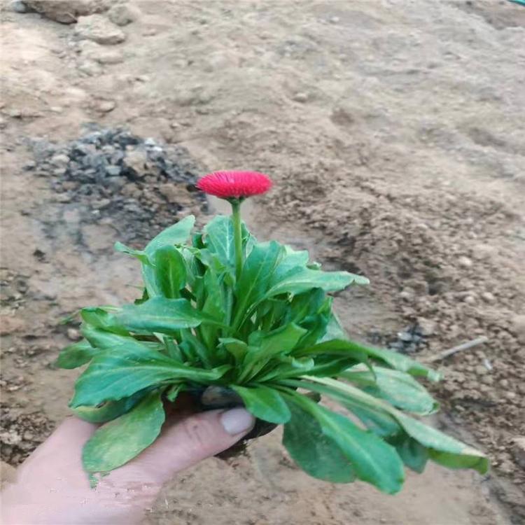 雏菊批发 山东雏菊基地 青州雏菊价格