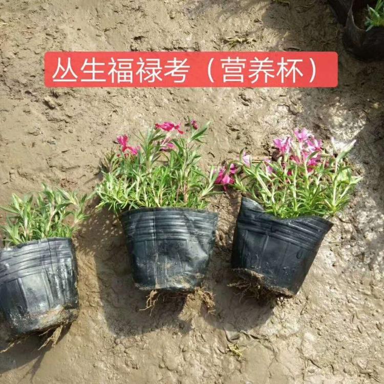 丛生福禄考价格  青州福禄考基地 江瑞丛生福禄考批发