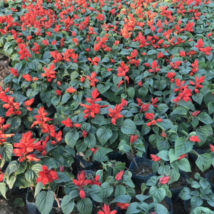 一串红小苗种植基地-广东一串红小苗种植基地-地邦