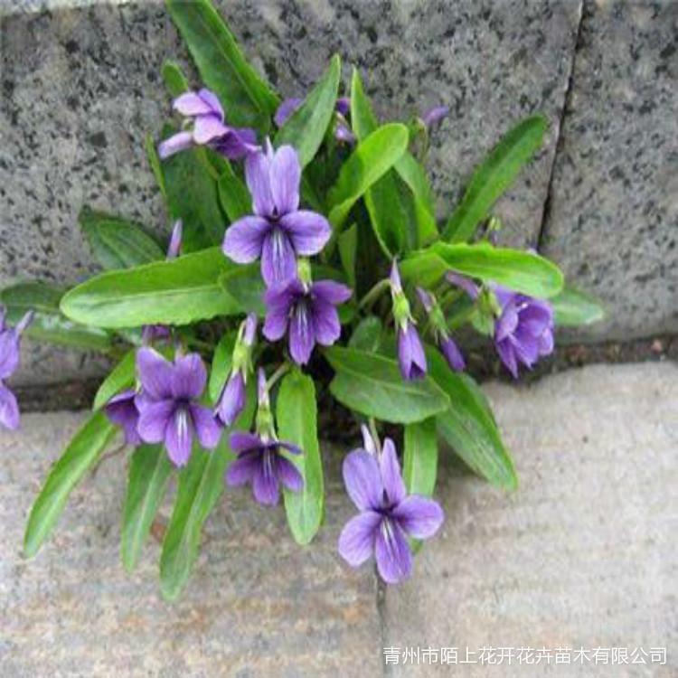 紫花地丁小苗    紫花地丁价格