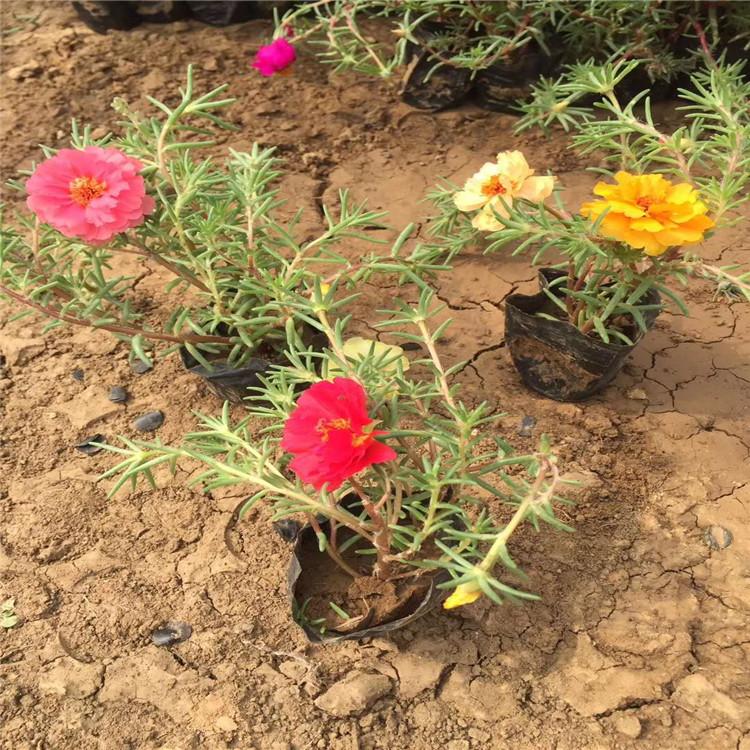 半枝莲价格  山东半枝莲基地批发  半枝莲小苗一手供应