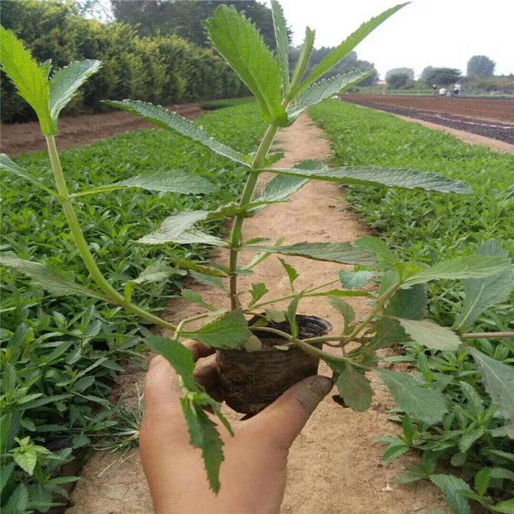 花海马鞭草   马鞭草杯苗