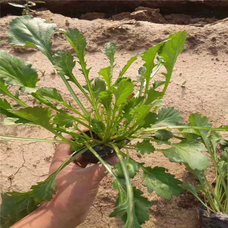 大量大滨菊供应   大滨菊杯苗