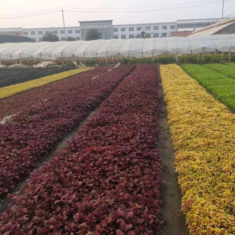 彩叶草基地 彩叶草价格