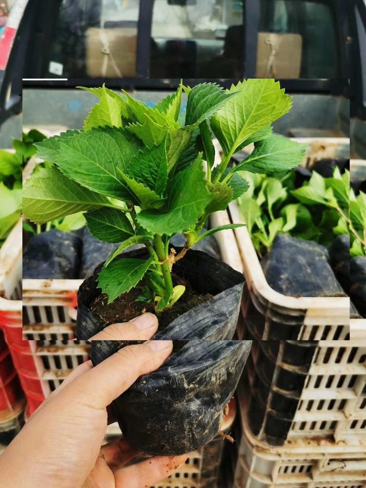 批发绣球  青州木绣球供应商    森木花卉