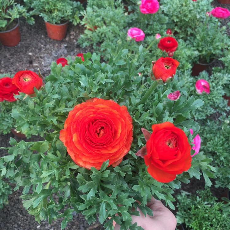 芹叶牡丹 芹叶牡丹价格 芹叶牡丹基地批发销售