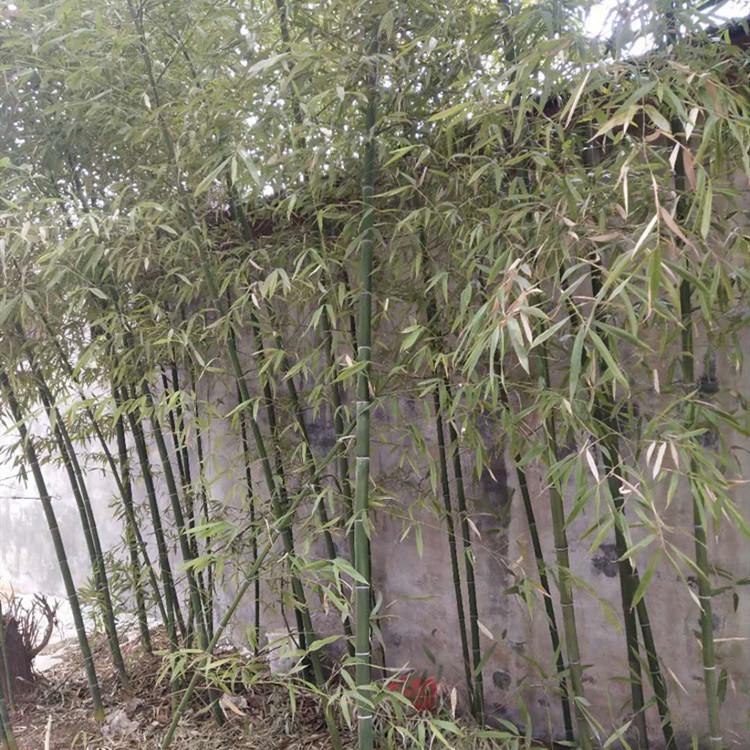 竹子价格 钢竹价格 竹子种类 竹子批发基地