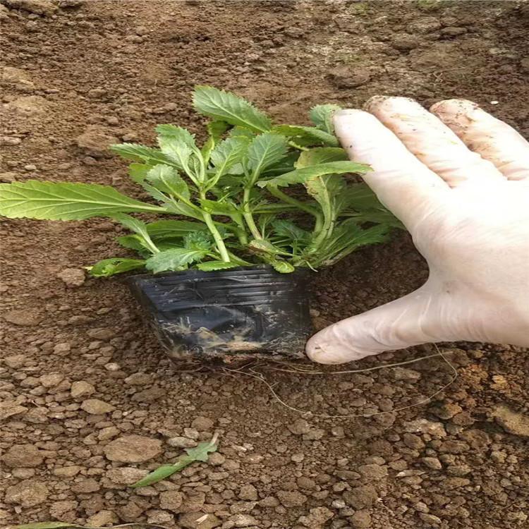 马鞭草花海    马鞭草小苗