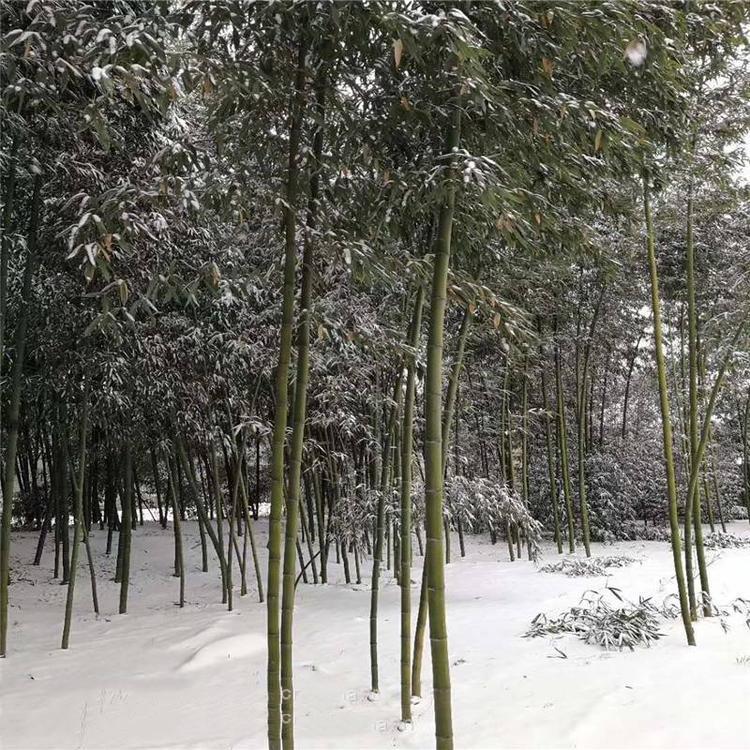 银环竹种植户北方竹子品种山东竹子基地