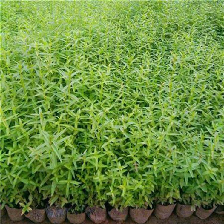 千屈菜小苗   水生千屈菜