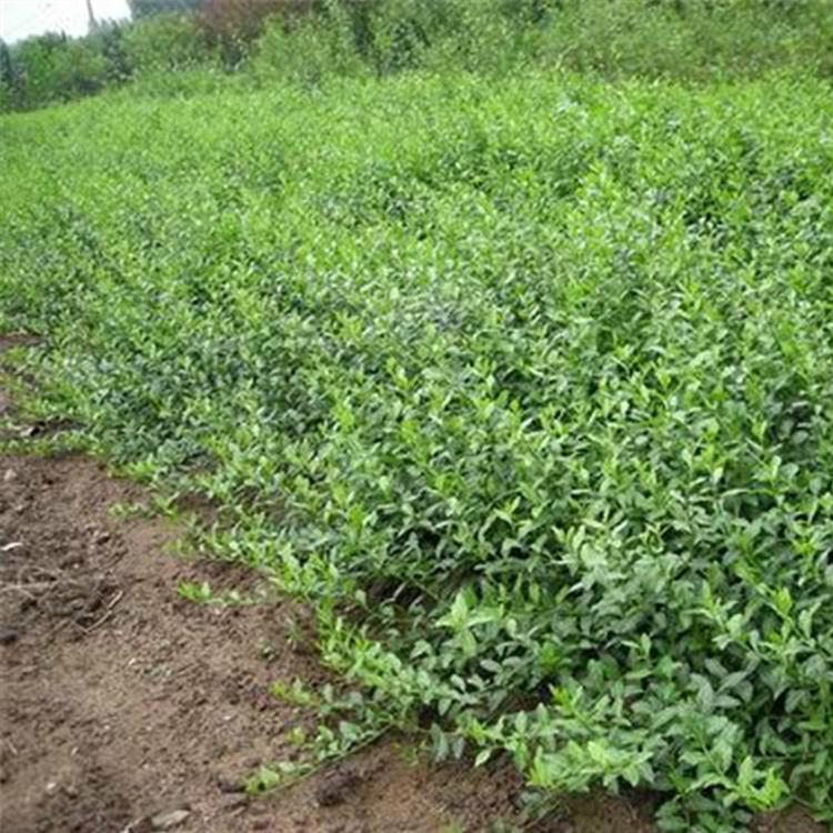 花碟锦簇园林批发 卫矛 爬行卫矛基地 批发小叶扶芳藤