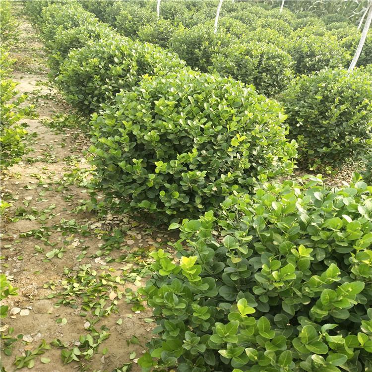 爬行卫矛基地批发 爬行卫矛价格 卫矛山东 潍坊花碟锦簇园林批发 卫矛直销