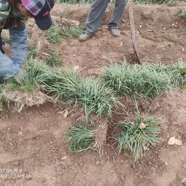 麦冬草 批发麦冬草来凯洋 不上盆麦冬草现货直销