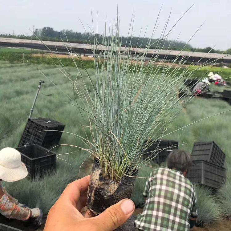 蓝羊茅  小皮桶蓝羊茅基地批发 凯洋蓝羊茅 量大优惠
