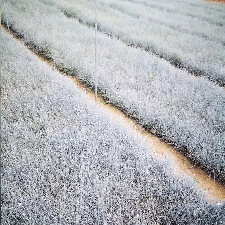耐寒蓝羊茅 常绿蓝羊茅 凯洋蓝羊茅苗圃基地