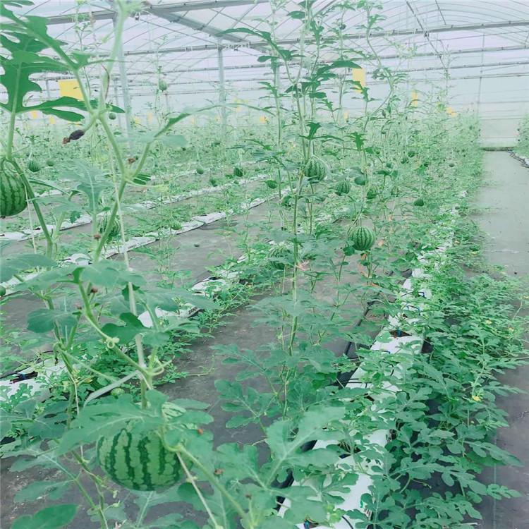 厂家定做果菜种植系统   果菜种植系统无土栽培技术施工