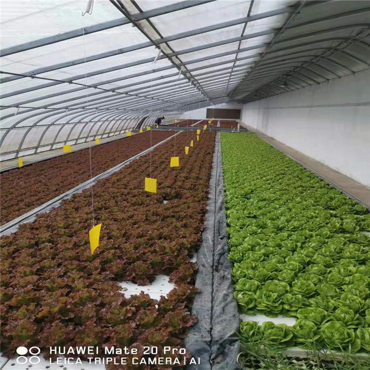 厂家定制叶菜种植系统  叶菜种植系统技术