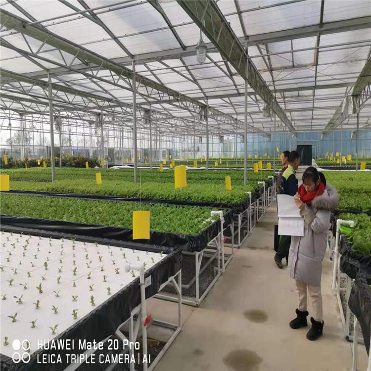 定制叶菜种植系统  叶菜种植系统项目