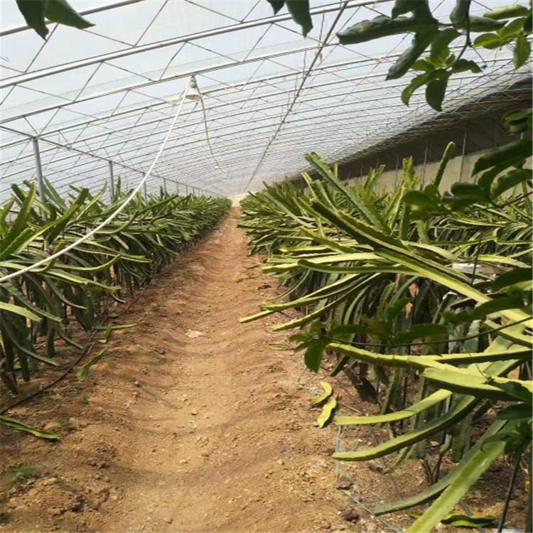 常年建造连栋薄膜温室   连栋薄膜温室园区规划设计运营方案