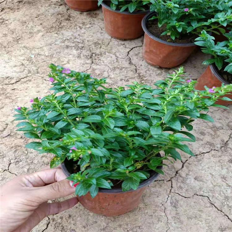 满天星_满天星小苗价格_满天星基地种植销售