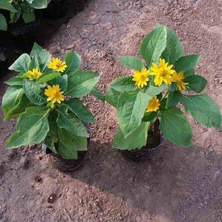 皇帝菊 皇帝菊价格 皇帝菊种植基地