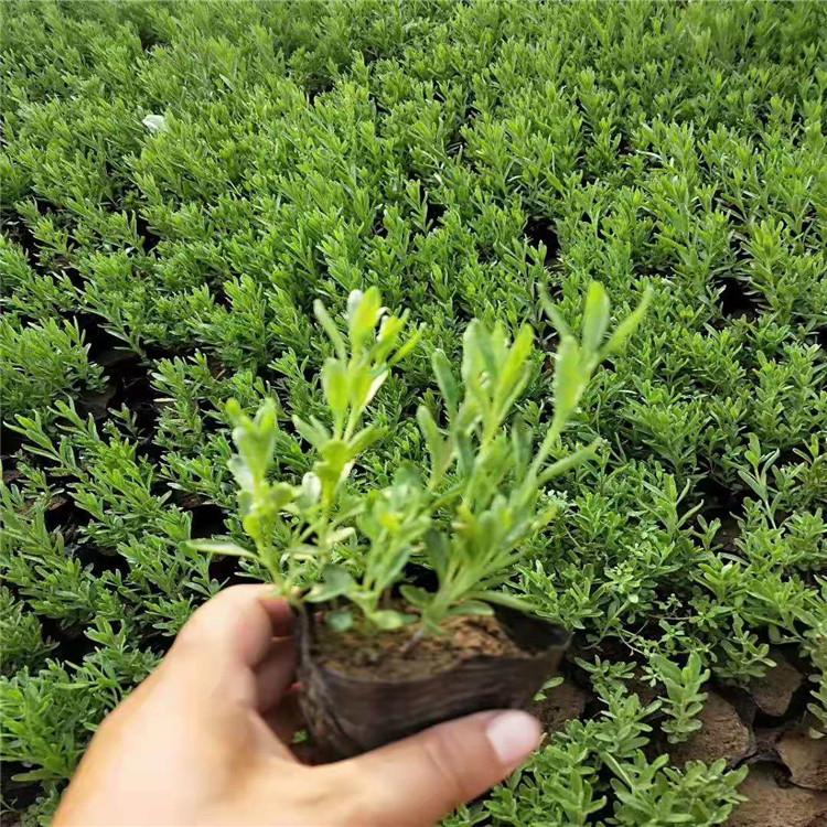 薰衣草  薰衣草小苗报价 大量供应薰衣草