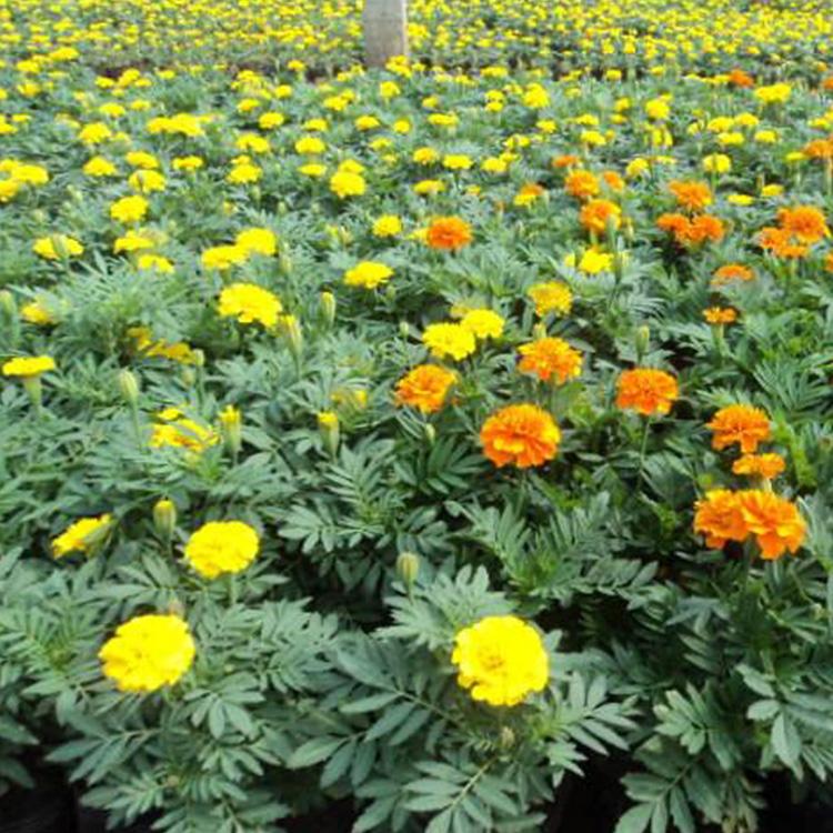孔雀草,孔雀草基地,江瑞园艺孔雀草价格