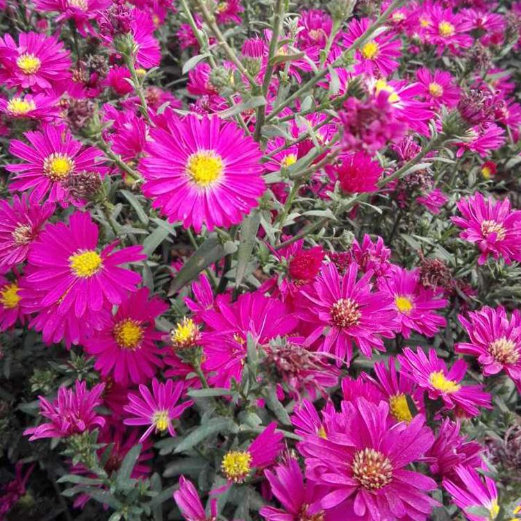 荷兰菊 江瑞园艺基地直销荷兰菊