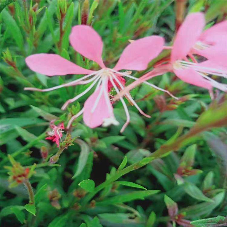 青州山桃草 山桃草育苗基地 山桃草批发