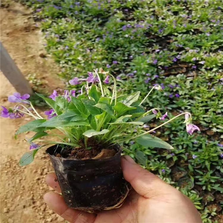 紫花地丁 紫花地丁价格 紫花地丁批发 销售