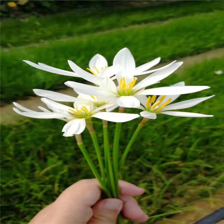葱兰价格  山东葱兰基地 江瑞葱兰批发