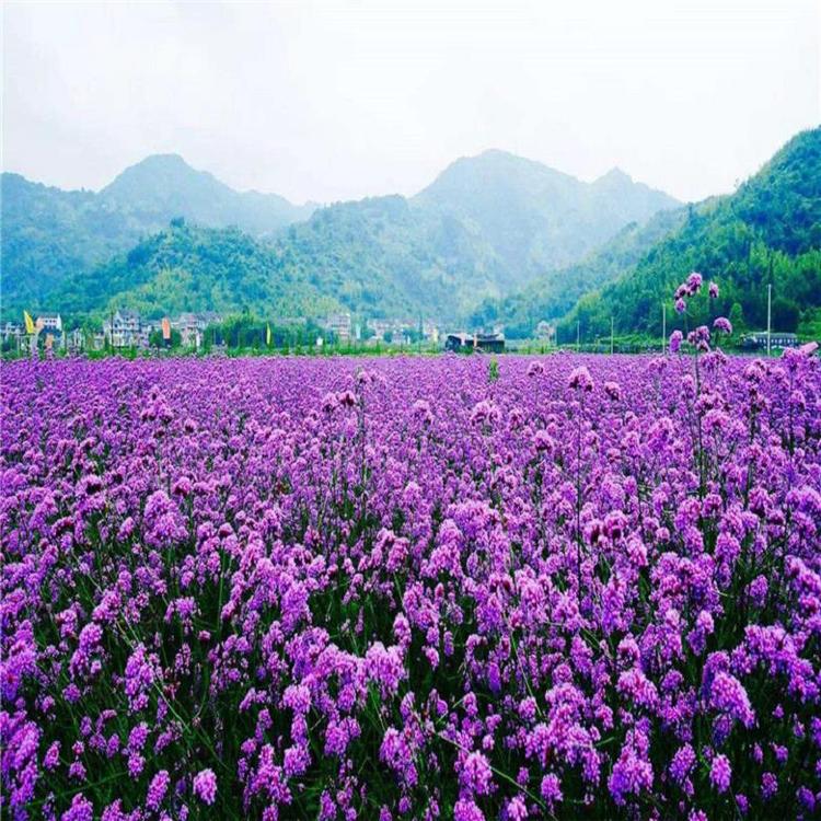 柳叶马鞭草价格 马鞭草小苗  马鞭草花海
