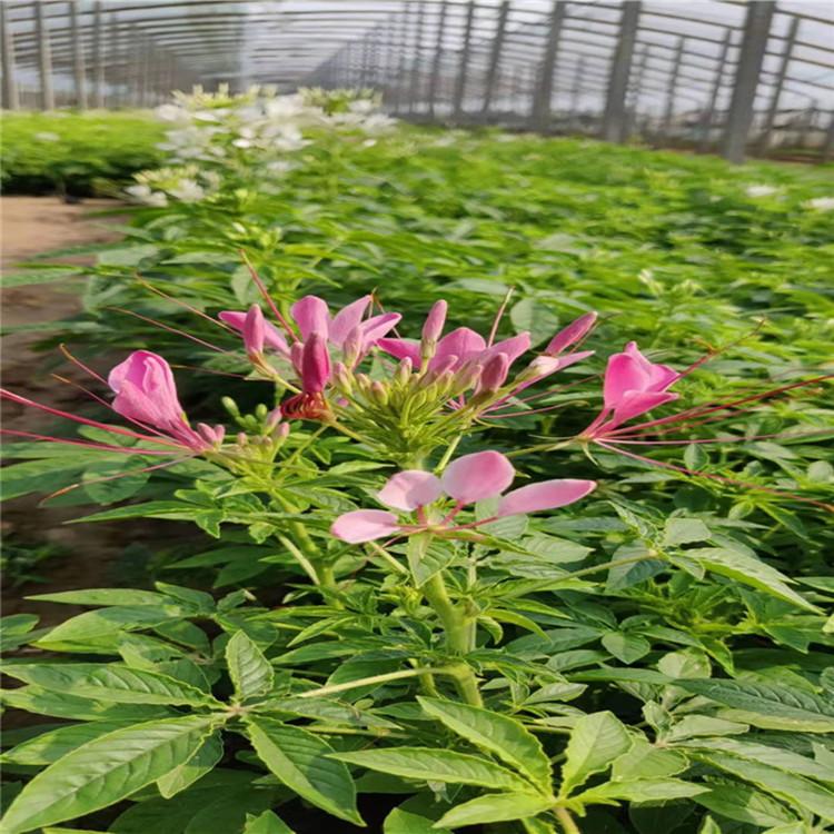醉蝶花 醉蝶花价格 醉蝶花基地 醉蝶花花苗