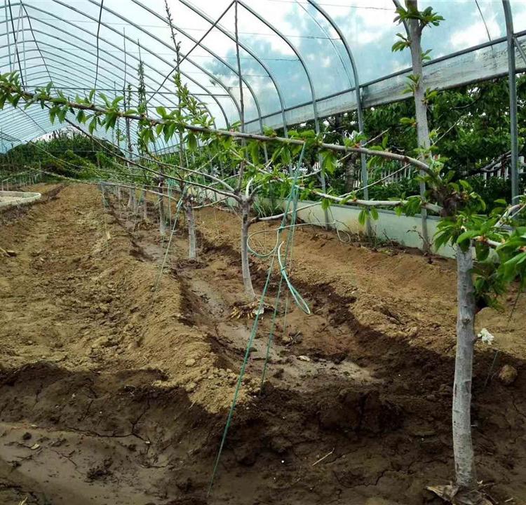 种植大棚  简易蔬菜种植大棚  春秋拱棚  鑫创温室