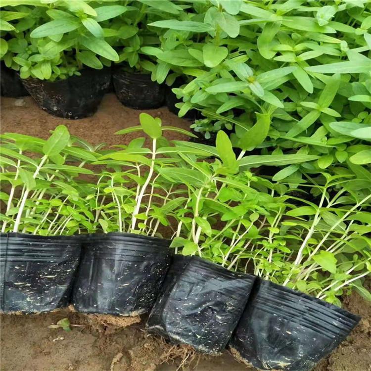 千屈菜 千屈菜价格 千屈菜小苗