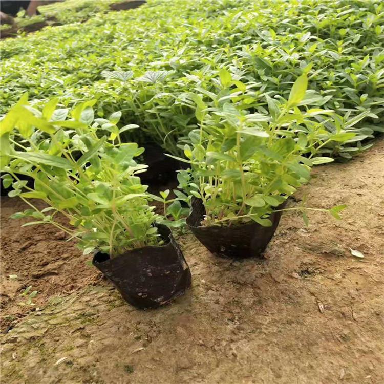 千屈菜种苗 千屈菜杯苗 千屈菜价格 江瑞园艺千屈菜