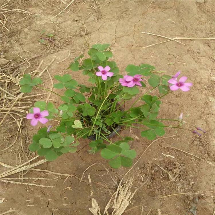 红花酢浆草种子 红花酢浆草小苗 山东红叶酢浆草