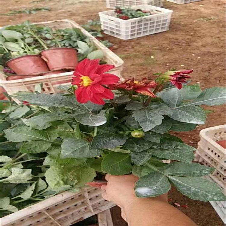 小丽花 小丽花价格 小丽花基地 小丽花批发