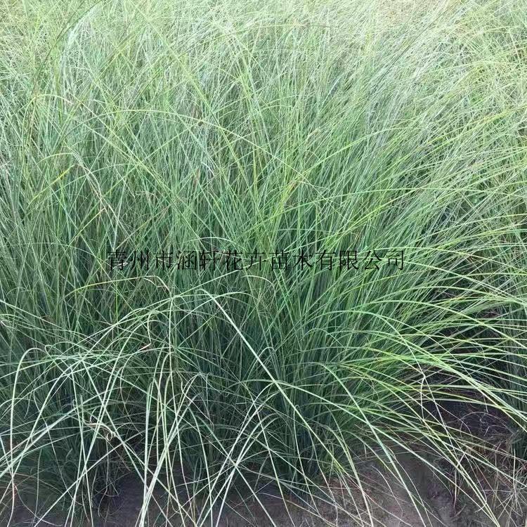 大量细叶芒  细叶芒小苗