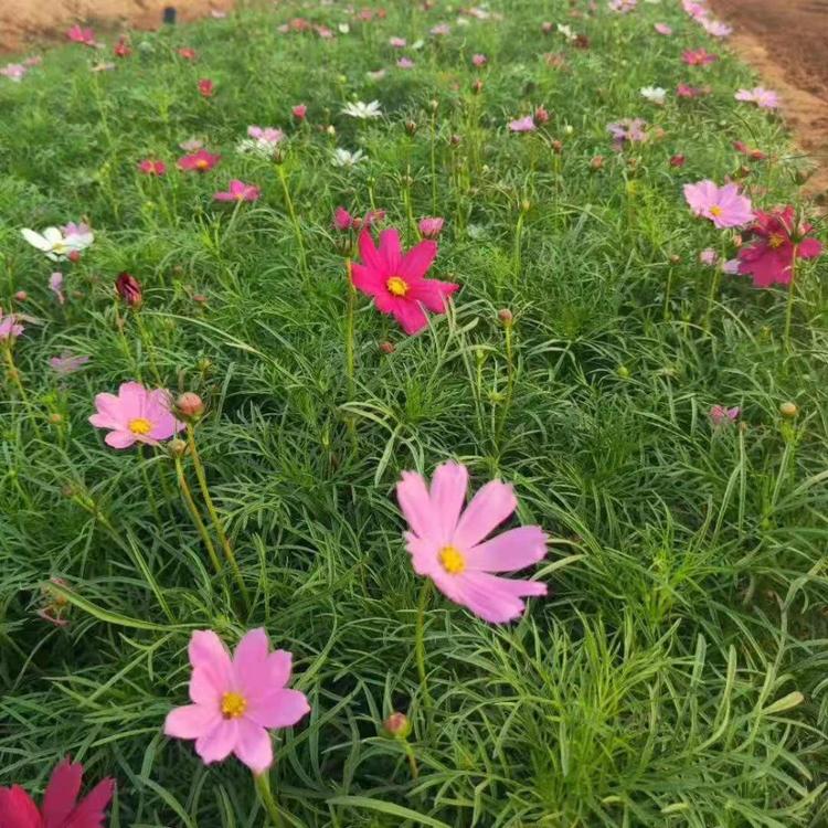 大量波斯菊小苗