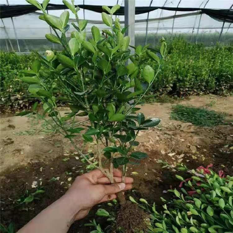 大量冬青小苗    冬青价格