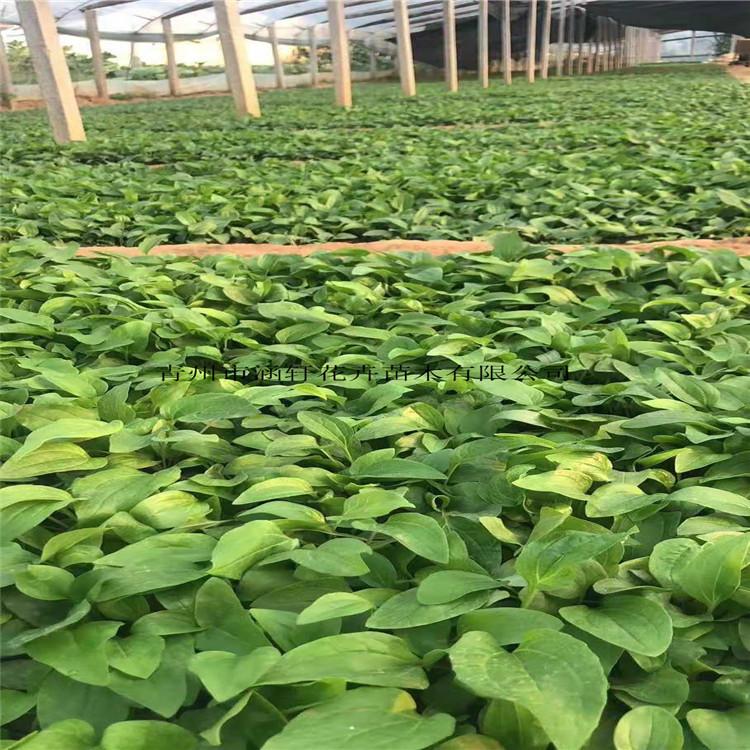 大量松果菊   松果菊小苗