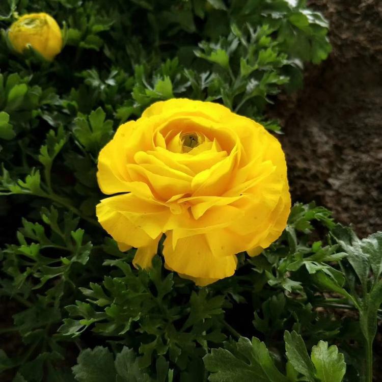 供应芹叶牡丹   花毛莨