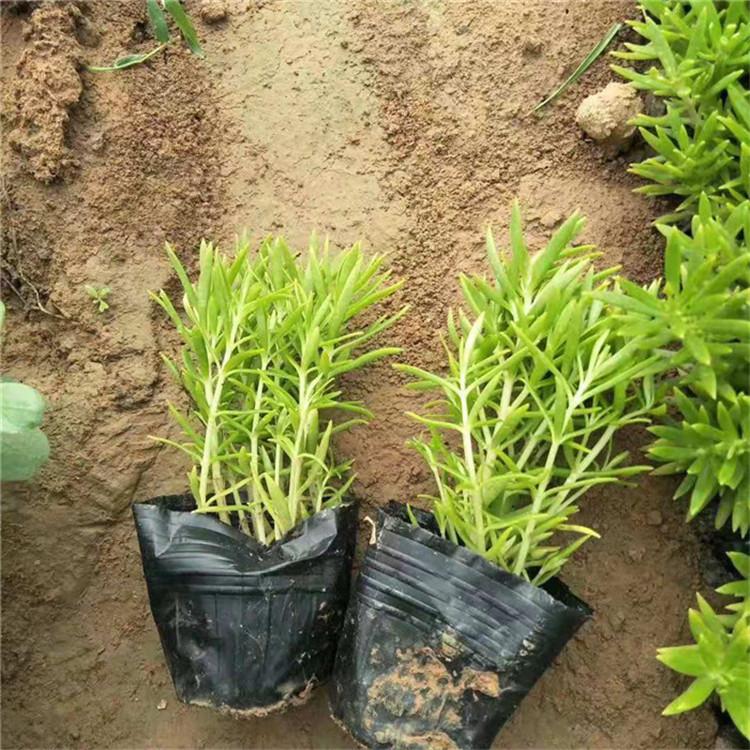 佛甲草价格 黄金佛甲草 遍地黄金 金叶佛甲草基地