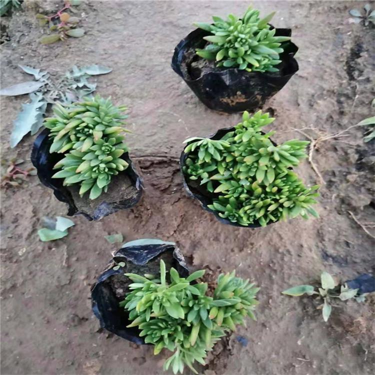 佛甲草价格 金叶佛甲草 黄金佛甲草基地批发
