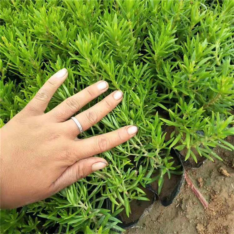 佛甲草小苗 佛甲草基地 青州佛甲草批发价