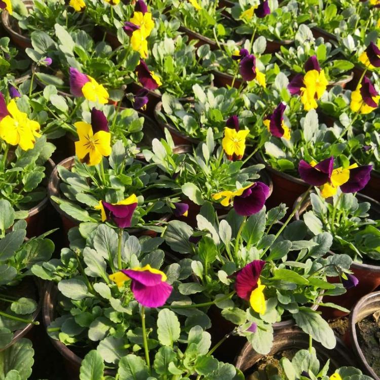 量大从优 基地直供角堇 盆栽角堇 园林风景绿化景观草花 角堇 欣美园艺