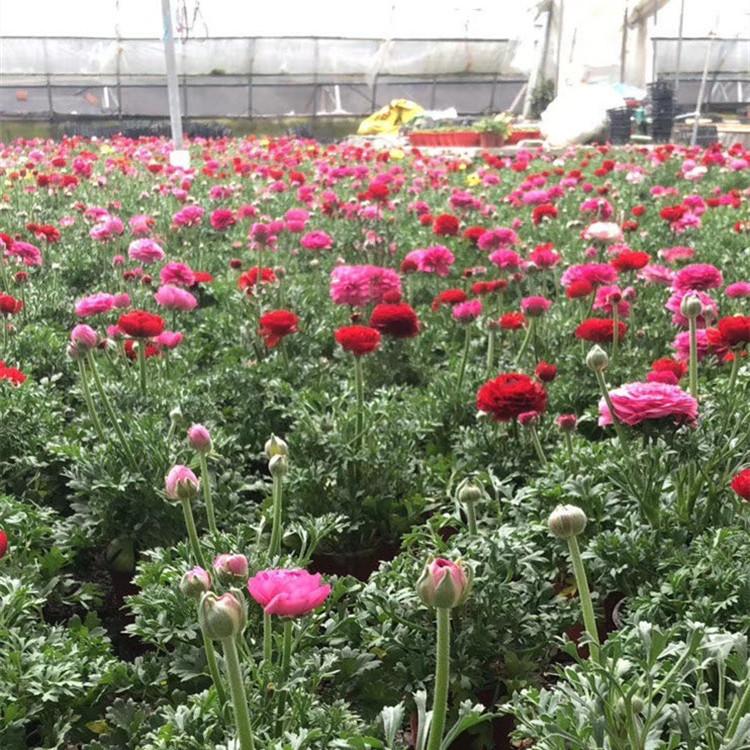芹叶牡丹价格 江瑞芹叶牡丹基地 芹叶牡丹批发