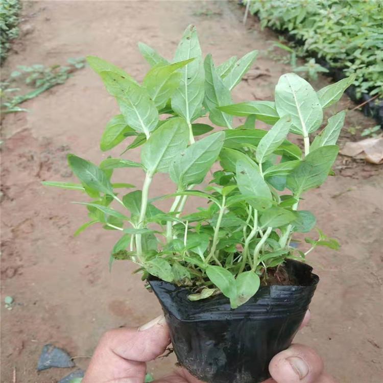 热销千屈菜小苗   多芽千屈菜