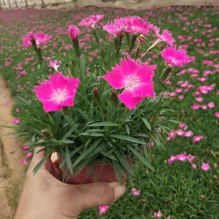 欧石竹 欧石竹批发价格 开花草坪
